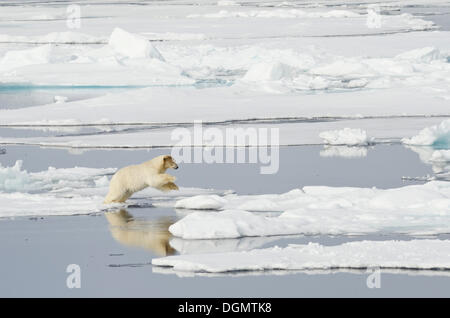 Eisbär (Ursus Maritimus) mit einem blutigen braun gefärbt, Kopf springen auf Packeis, nördlich von Spitzbergen Stockfoto