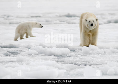 Schlanke weibliche Eisbär (Ursus Maritimus) mit einem schlanken Cub, Bjørnesund, Spitzbergen, Island, Spitzbergen Stockfoto