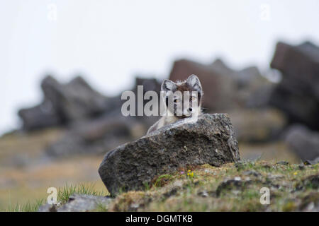 Young Polarfuchs (Vulpes Lagopus, Alopex Lagopus) in ihren Sommermantel schauen neugierig über einen Stein, Sundneset, Barentsøya Stockfoto