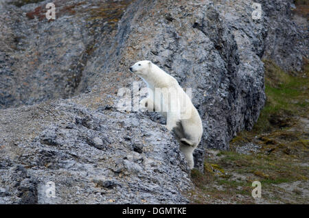 Eisbär (Ursus Maritimus) klettern rockt über, Faksefjellet, Lomfjorden, Spitzbergen Insel Spitzbergen Stockfoto