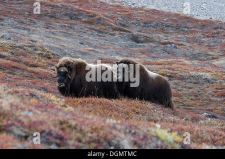 Zwei Moschusochsen (Ovibos Moschatus) in herbstliche Tundravegetation, Rødefjord, Sorte Øer, Scoresbysund, Sermersooq, Grönland Stockfoto