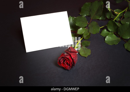 Rote rose mit leere Karte für eine liebevolle Botschaft. Stockfoto