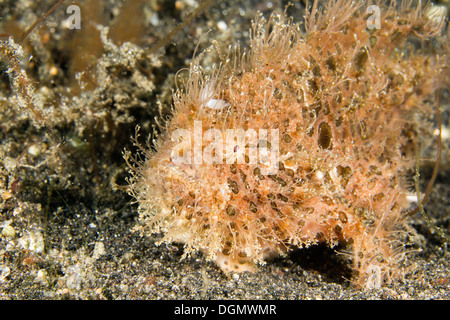 Behaart oder gekerbten Anglerfisch - Antennarius Striatus, Lembeh Strait, Indonesien Stockfoto