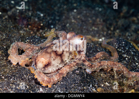 Der lange Arm Krake, Lembeh Strait, Indonesien Stockfoto