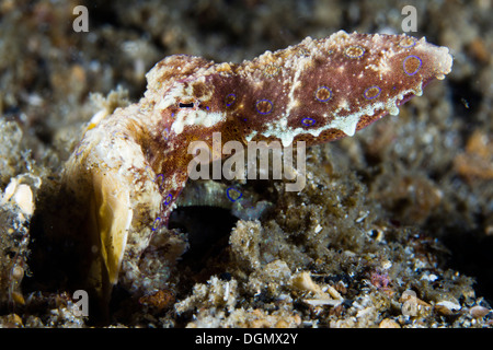 Blau beringt Octopus - Hapalochlaena SP. Lembeh Strait, Sulawesi, Indonesien Stockfoto