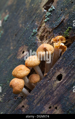 Im Herbst Pilze in Espoo, Finnland Stockfoto