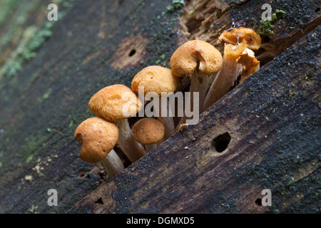 Im Herbst Pilze in Espoo, Finnland Stockfoto