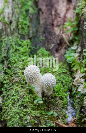 Schöne Herbst Pilze Stockfoto