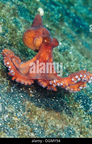 Sternennacht Octopus - Octopus Luteus, Lembeh Strait, Sulawesi, Indonesien Stockfoto