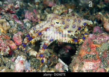 Blau beringt Octopus - Hapalochlaena SP. Lembeh Strait, Sulawesi, Indonesien Stockfoto