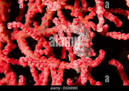 Pygmäen-Seepferdchen, Hippocampus Bargibanti auf Gorgonien, Lembeh Strait, Indonesien, Stockfoto