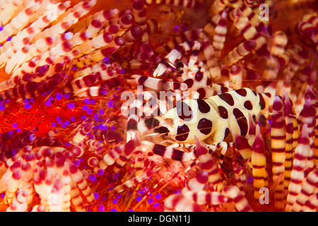 Coleman Shrimp - Periclimenes Colemani, Lembeh Strait, Indonesien Stockfoto