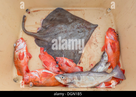 Rotbarsch, Skate und Forellen frisch gefangen, Island Stockfoto