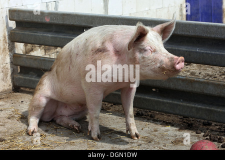 Strahlende Dorf, Deutschland, Hausschwein ruht im outlet Stockfoto