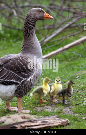 Strahlende Dorf, Deutschland, Pommern Gans mit Küken Stockfoto