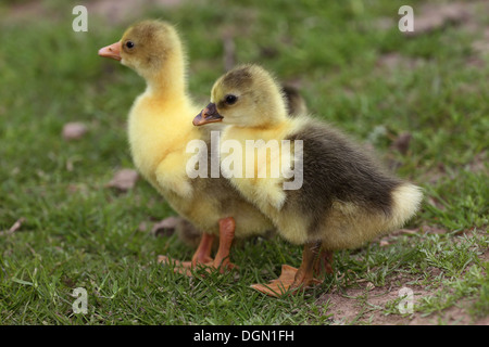 Strahlende Dorf, Deutschland, Gaensekueken Stockfoto