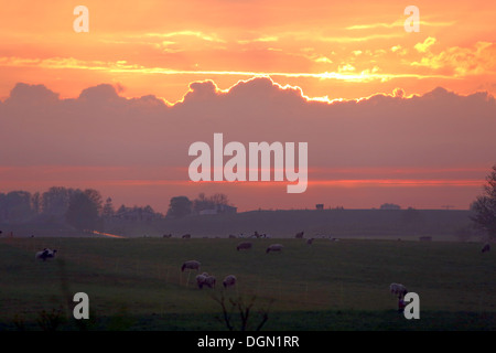 Neu Kätwin, Deutschland, Schafe auf einer Weide bei Sonnenuntergang Stockfoto