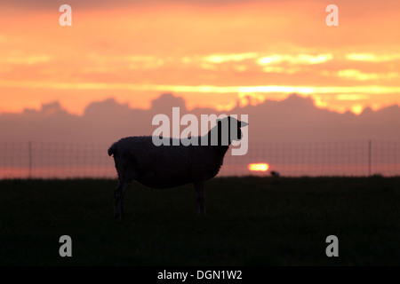 Neu Kätwin, Deutschland, Silhouette, Schafe auf einer Weide bei Sonnenuntergang Stockfoto