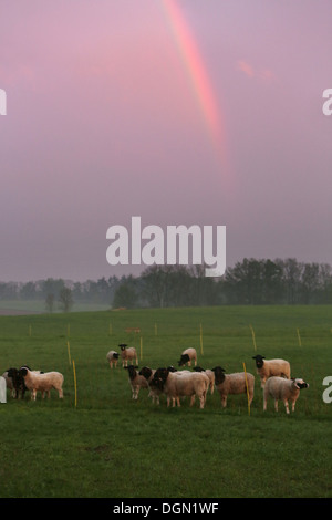 Neu Kätwin, Deutschland, Dorperschafe unter einem Regenbogen auf einer Weide Stockfoto