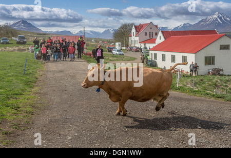 Leute zu beobachten wie eine Molkerei Kühe frei herumlaufen, nach innen, Akureyri, Island gesperrt gesetzt werden Stockfoto