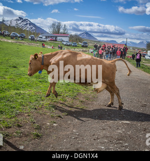 Leute zu beobachten wie eine Molkerei Kühe frei herumlaufen, nach innen, Akureyri, Island gesperrt gesetzt werden Stockfoto