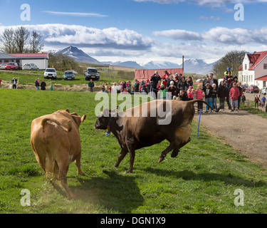 Leute zu beobachten wie eine Molkerei Kühe frei herumlaufen, nach innen, Akureyri, Island gesperrt gesetzt werden Stockfoto