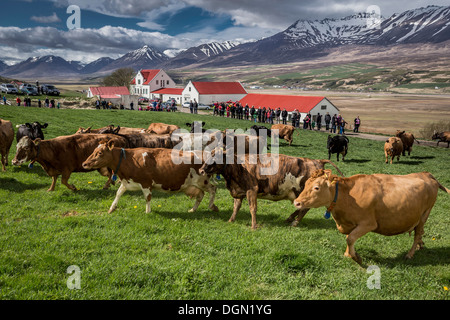 Leute zu beobachten wie eine Molkerei Kühe frei herumlaufen, nach innen, Akureyri, Island gesperrt gesetzt werden Stockfoto