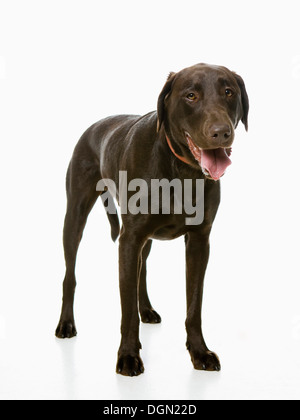 Studioaufnahme von chocolate labrador Stockfoto