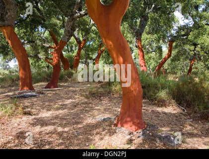 Roter Baumstämme frisch geerntete Rinde Quercus Suber, Korkeiche, Naturpark Sierra de Grazalema, Provinz Cadiz, Spanien Stockfoto