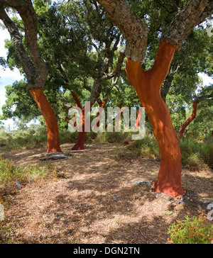 Roter Baumstämme frisch geerntete Rinde Quercus Suber, Korkeiche, Naturpark Sierra de Grazalema, Provinz Cadiz, Spanien Stockfoto