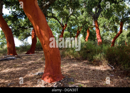 Roter Baumstämme frisch geerntete Rinde Quercus Suber, Korkeiche, Naturpark Sierra de Grazalema, Provinz Cadiz, Spanien Stockfoto