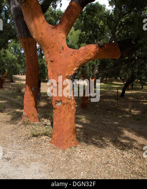 Roter Baumstämme frisch geerntete Rinde Quercus Suber, Korkeiche, Naturpark Sierra de Grazalema, Provinz Cadiz, Spanien Stockfoto