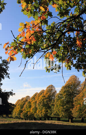 Bushy Park in der Nähe von Hampton Court, SW-London, UK. 23. Oktober 2013. Eine Eiche mit goldenen Blättern steht vor der einheitliche Reihe von Linden in den Kalk zu Fuß bei strahlendem Sonnenschein im Herbst. Bildnachweis: Jubilee Bilder/Alamy Live-Nachrichten Stockfoto