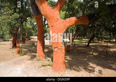 Roter Baumstämme frisch geerntete Rinde Quercus Suber, Korkeiche, Naturpark Sierra de Grazalema, Provinz Cadiz, Spanien Stockfoto