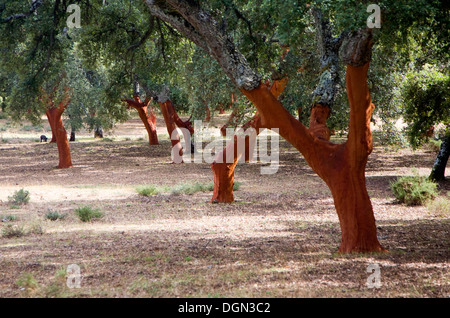 Roter Baumstämme frisch geerntete Rinde Quercus Suber, Korkeiche, Naturpark Sierra de Grazalema, Provinz Cadiz, Spanien Stockfoto