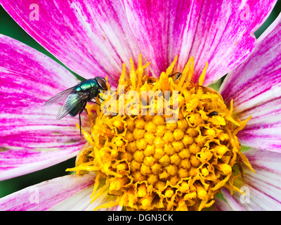 Eine grüne Flasche fliegen, suchen Nahrung auf einer großen rosa lila Dahlie Blüte in einem Garten Cheshire England Vereinigtes Königreich UK Stockfoto