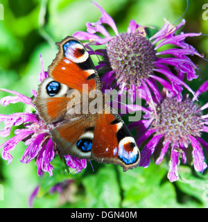 Ein Tagpfauenauge ernähren sich von Nektar auf einer lila Bergamotte-Blume in einem Garten Cheshire England Vereinigtes Königreich UK Stockfoto