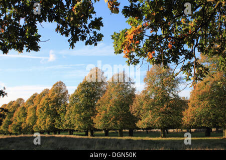 Bushy Park in der Nähe von Hampton Court, SW-London, UK. 23. Oktober 2013. Eine Eiche mit goldenen Blättern steht vor der einheitliche Reihe von Linden in den Kalk zu Fuß bei strahlendem Sonnenschein im Herbst. Bildnachweis: Jubilee Bilder/Alamy Live-Nachrichten Stockfoto