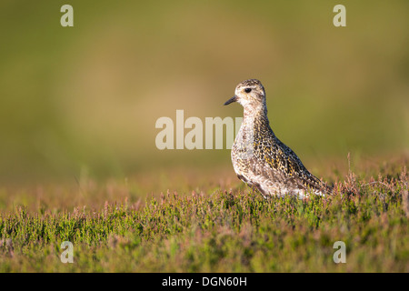 Goldregenpfeifer (Pluvialis Apricaria) stand im Heidekraut Moorland. Sommer, Yorkshire Dales, UK. Stockfoto