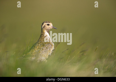 Goldregenpfeifer (Pluvialis Apricaria) stand im Heidekraut Moorland. Frühling, Yorkshire Dales, UK. Stockfoto