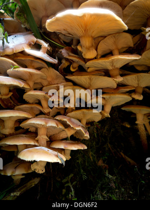 Ein Cluster von Hallimasch wächst aus einem umgestürzten Baum Stockfoto