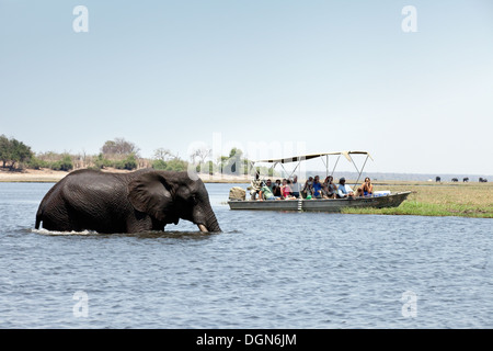Touristen auf einer Afrika-Safari beobachten ein Elefant über den Chobe Fluss, Chobe Nationalpark, Botswana, Afrika Stockfoto