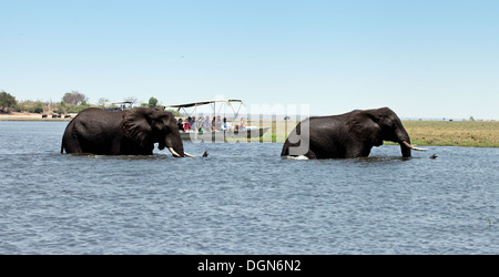 Afrika Elefant - zwei afrikanischen Elefanten schwimmen über den Chobe River von einem Touristen Safari Boot aufgepaßt, Chobe National Park, Botswana Afrika Stockfoto