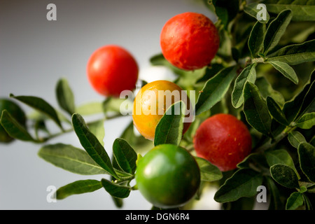 Beeren der Nachtschatten (Solanum Pseudocapsicum) Stockfoto