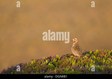 Goldregenpfeifer (Pluvialis Apricaria) stand im Heidekraut Moorland. Frühling, Yorkshire Dales, UK. Stockfoto