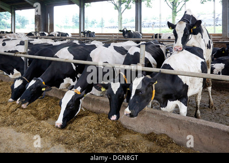 Gelsenkirchen, Deutschland, Kühe im Stall Freilaufstall Stockfoto