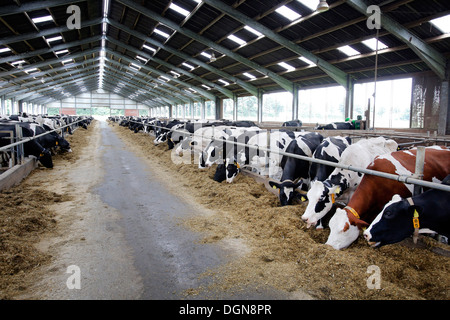 Gelsenkirchen, Deutschland, Kühe im Stall Freilaufstall Stockfoto