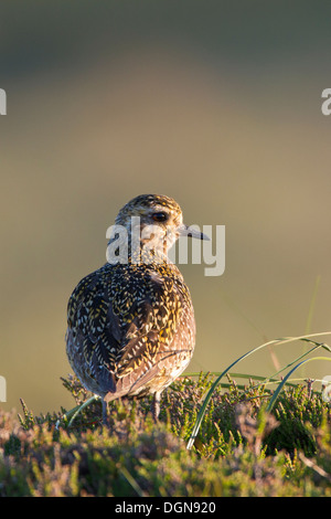 Goldregenpfeifer (Pluvialis Apricaria) stand im Heidekraut Moorland. Frühling, Yorkshire Dales, UK. Stockfoto