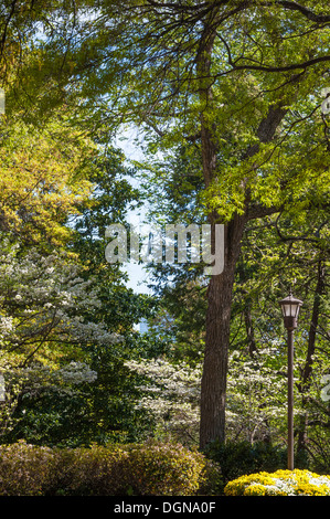 Frühlingsblüten erleuchten den Campus von Georgia Tech in Atlanta, Georgia. (USA) Stockfoto