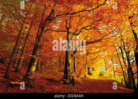 Deutschland, Natur Park Odenwald: Goldener Oktober mit Herbst Wald am Katzenbuckel mountain Stockfoto